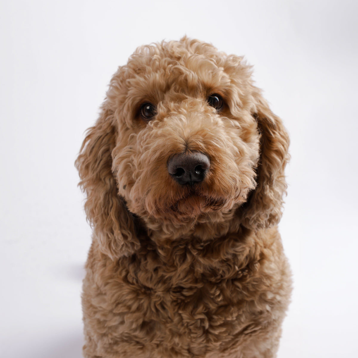 A close-up portrait of a golden doodle dog with curly light brown fur, looking directly at the camera against a plain white background.